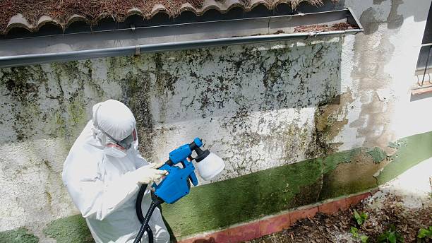 Mold Removal service in Lincoln